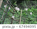 箕面、竜安寺のササユリ 67494095