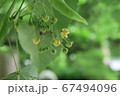 箕面、竜安寺の菩提樹の花 67494096
