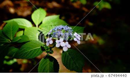 白紫の紫陽花 67494440