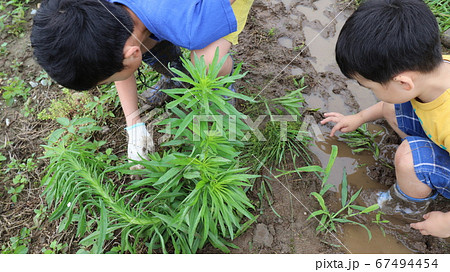 男の子2人が泥の中何かを探している様子を上から撮影。どろんこになって何かを手で探してます。 67494454