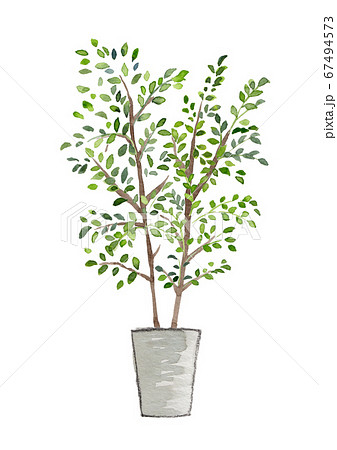 観葉植物 トネリコ 水彩イラストのイラスト素材