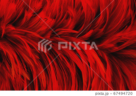 Dark red feather wing pattern texture for background and design art work. 67494720