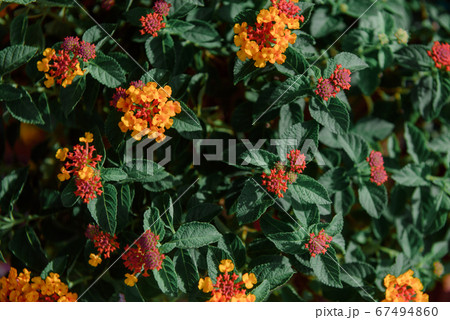 Lantana camara flowers, yellow-orange tones, are 67494860