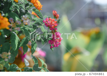 Lantana camara flowers, yellow-orange tones, are Lantana camara flowers, yellow-orange tones, are 67494861