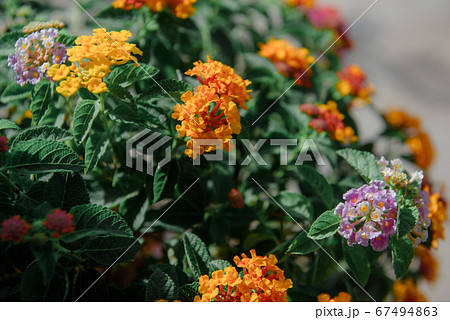 Lantana camara flowers, yellow-orange tones, are Lantana camara flowers, yellow-orange tones, are 67494863