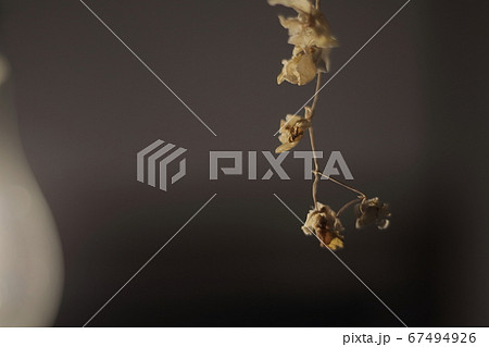 ドライフラワー ドライフラワー 67494926