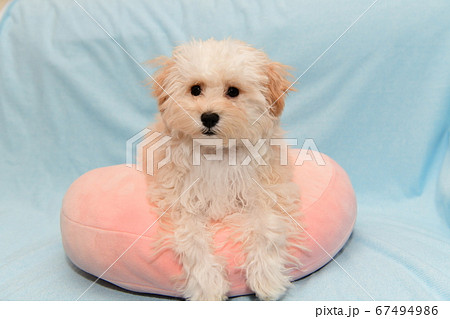 マルプー マルプー 67494986