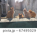 黄昏子猫 67495029