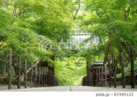 長岡京市の新緑の光明寺 長岡京市の新緑の光明寺 67495135