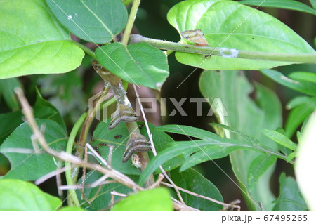 雑草の茎にとまるベッコウハゴロモの成虫と幼虫 雑草の茎にとまるベッコウハゴロモの成虫と幼虫 67495265