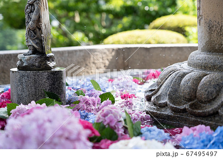 三室戸寺の紫陽花 三室戸寺の紫陽花 67495497