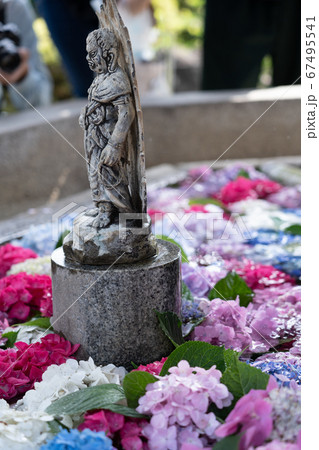 三室戸寺の紫陽花 三室戸寺の紫陽花 67495541
