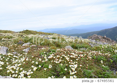 早池峰山に咲くイワウメの群落 67495561
