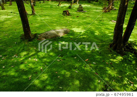 苔の庭園（奈良市秋篠町） 67495961
