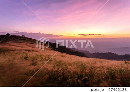 silhouette tropical grass flower on sunset silhouette tropical grass flower on sunset 67496128