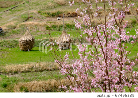 春の花と積み藁(奈良県高市郡明日香村) 春の花と積み藁(奈良県高市郡明日香村) 67496339