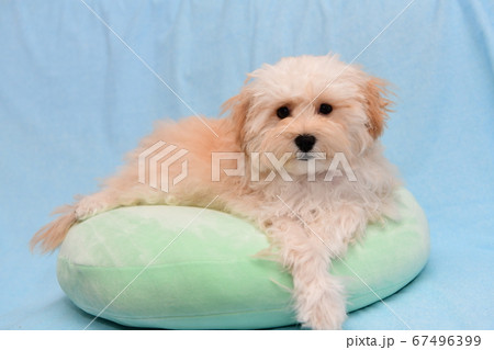 マルプー 67496399