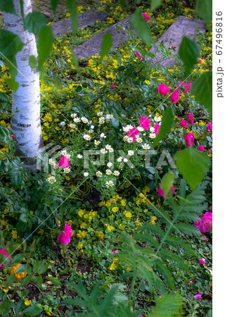 北の国の短い夏の花たち 67496816