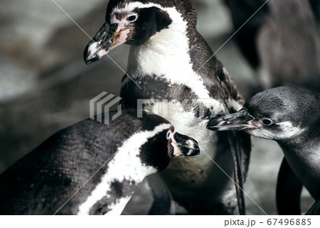 Group of penguins in zoo posing to the camera 67496885