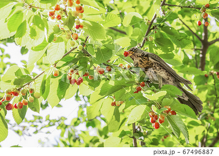 Big bird eat cherries on the tree in the garden Big bird eat cherries on the tree in the garden 67496887