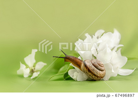 Little snail and white apple flowers on bright Little snail and white apple flowers on bright 67496897