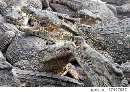 Close up of crocodiles flock resting on the bank 67497027