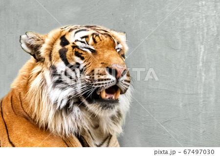 Close up of siberian tiger face 67497030