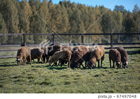 flock of sheep grazes in a paddock on a meadow in 67497048