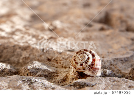 Spiral snail's shell on the stone 67497056