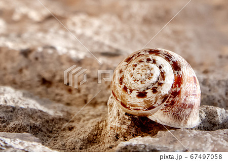 Spiral snail's shell on the stone Spiral snail's shell on the stone 67497058