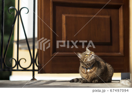 domestic cat basks in the sun on the doorstep domestic cat basks in the sun on the doorstep 67497094