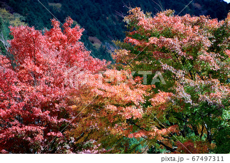 付知峡の紅葉風景 岐阜県 の写真素材