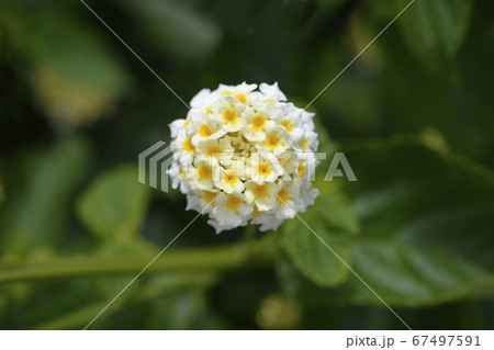 Shrub verbena flower Shrub verbena flower 67497591