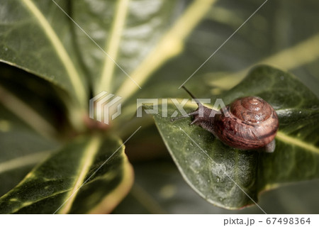 Small snail sitting on the top of green leaf on blurred green natural background. Small snail sitting on the top of green leaf on blurred green natural background. 67498364