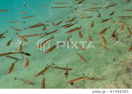 School of small fish swimming in the blue water 67498365
