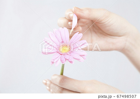 花占いをする女性 67498507