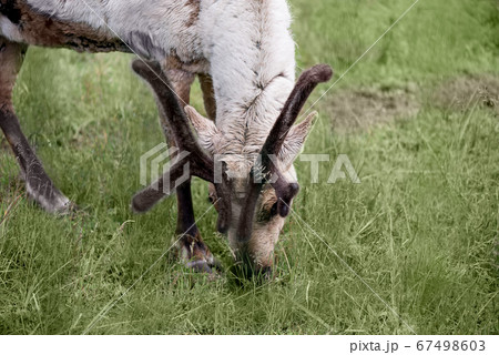 Northern reindeer nibbling green grass Northern reindeer nibbling green grass 67498603