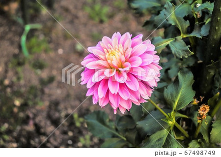 ピンクの花 ピンクの花 67498749