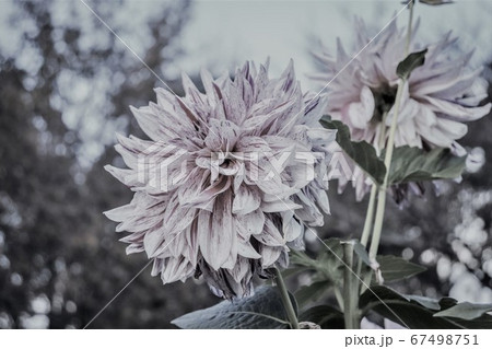 ピンクの花 ピンクの花 67498751