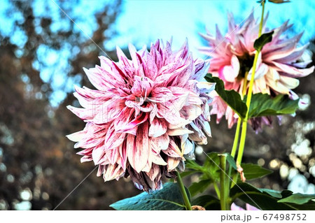 ピンクの花 ピンクの花 67498752