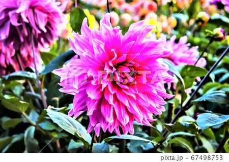 ピンクの花 ピンクの花 67498753