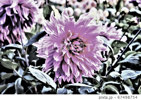 ピンクの花 ピンクの花 67498754