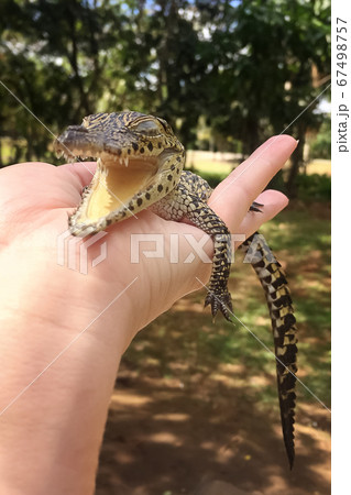 Baby crocodile in human hands 67498757