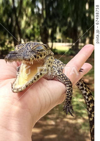 Baby crocodile in human hands 67498758