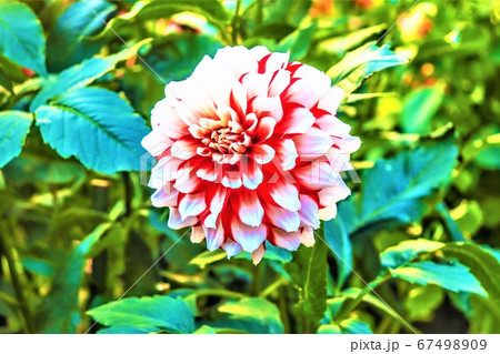 ピンクの花 ピンクの花 67498909