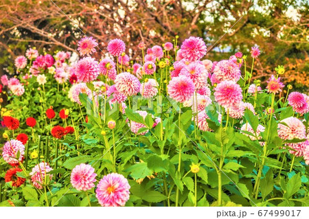 ピンクの花 ピンクの花 67499017