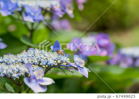 【相模原北公園のガクアジサイとミツバチ】 67499025