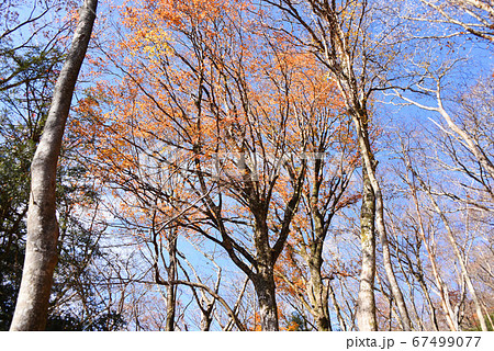 紅葉 67499077