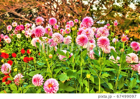 ピンクの花 67499097