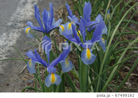 ダッチアイリス 67499162